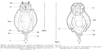 Macrochaetus paggiensae