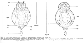 Macrochaetus paggiensae