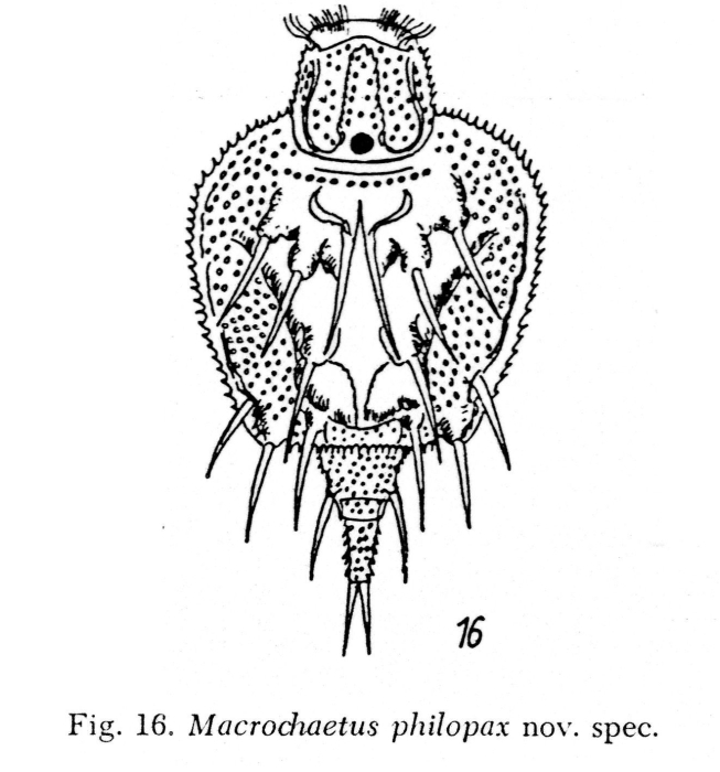 Macrochaetus philopax - Original description image