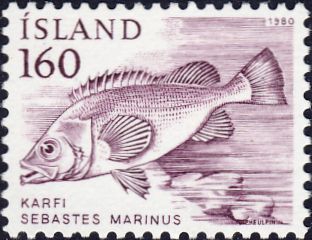 Sebastes marinus Sebastes marinus