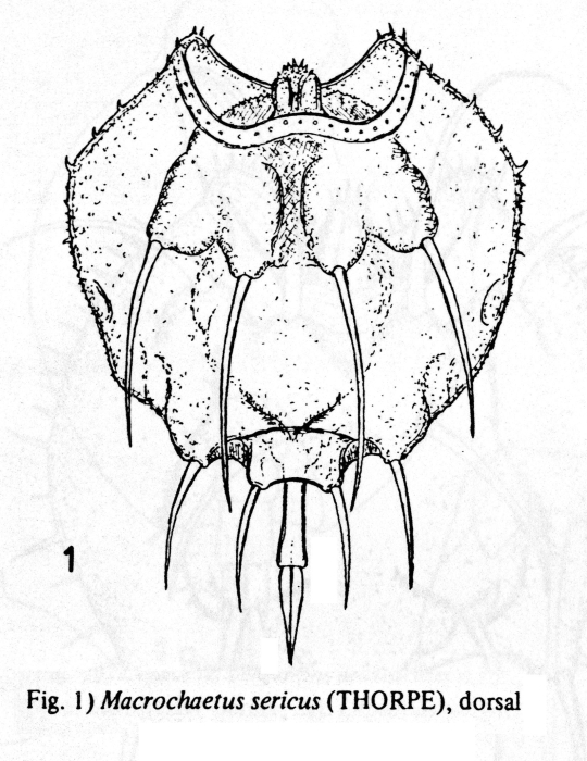 Macrochaetus sericus Macrochaetus sericus