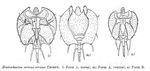 Macrochaetus sericus