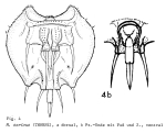 Macrochaetus sericus