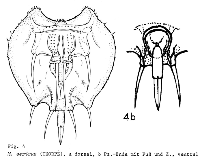Macrochaetus sericus Macrochaetus sericus