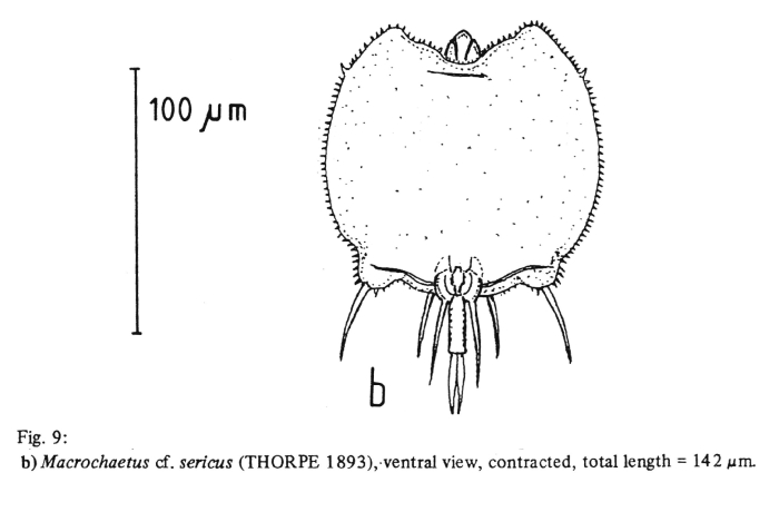 Macrochaetus sericus Macrochaetus sericus