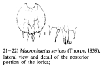 Macrochaetus sericus