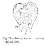 Macrochaetus sericus