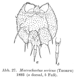 Macrochaetus sericus