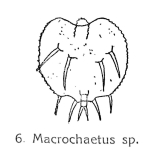 Macrochaetus sericus