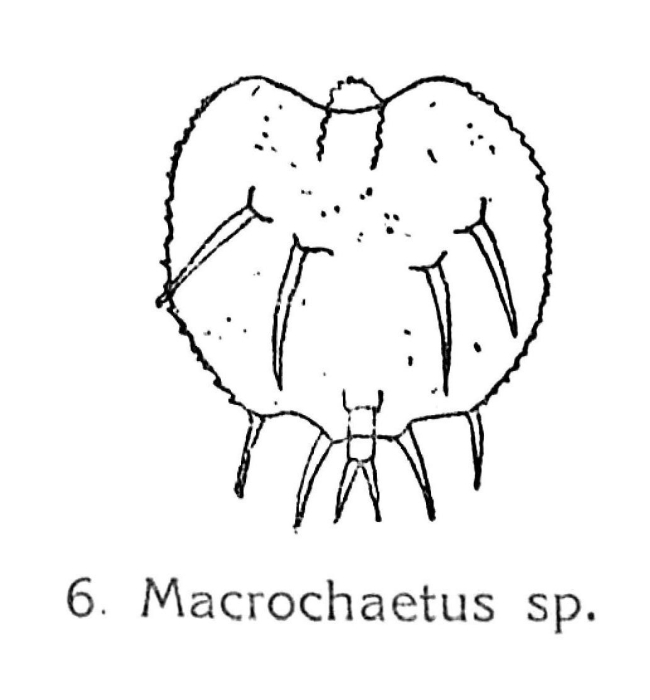 Macrochaetus sericus Macrochaetus sericus