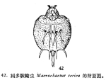 Macrochaetus sericus