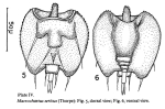 Macrochaetus sericus