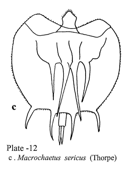 Macrochaetus sericus Macrochaetus sericus
