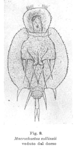 Macrochaetus sericus