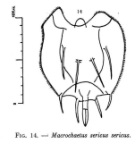 Macrochaetus sericus