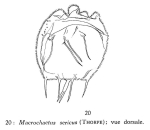 Macrochaetus sericus