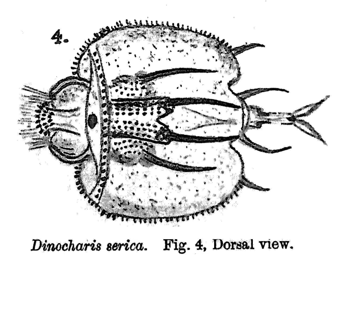 Macrochaetus sericus - Original description image