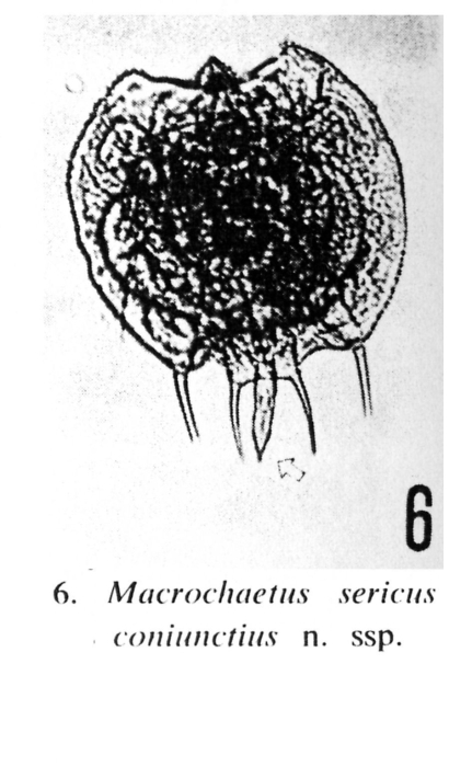 Macrochaetus sericus coniunctior - Original description image