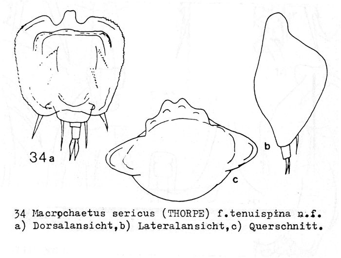 Macrochaetus sericus f. tenuispinus - Original description image