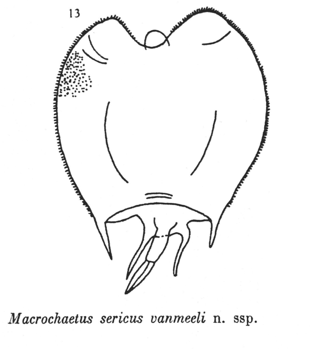 Macrochaetus sericus vanmeeli - Original description image