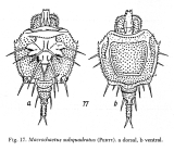 Macrochaetus subquadratus