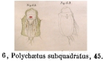 Macrochaetus subquadratus