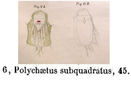 Macrochaetus subquadratus