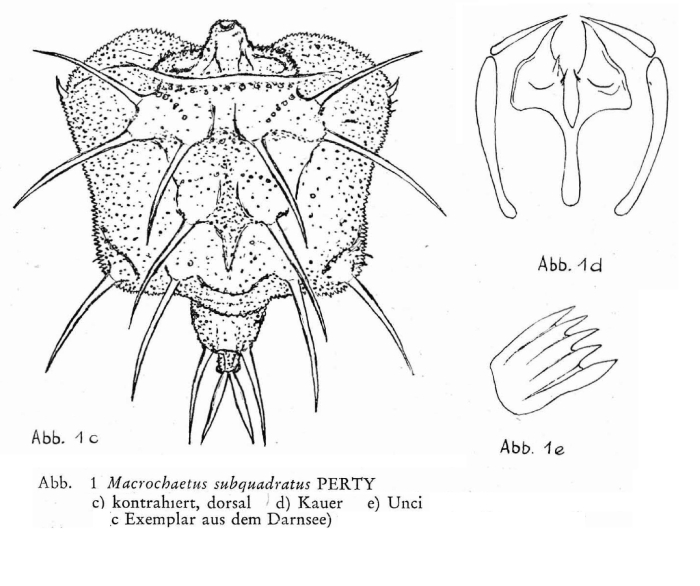 Macrochaetus subquadratus Macrochaetus subquadratus