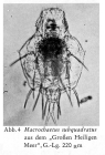 Macrochaetus subquadratus