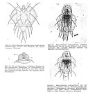 Macrochaetus subquadratus