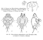 Macrochaetus subquadratus