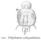 Macrochaetus subquadratus