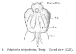 Macrochaetus subquadratus