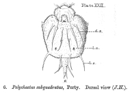 Macrochaetus subquadratus