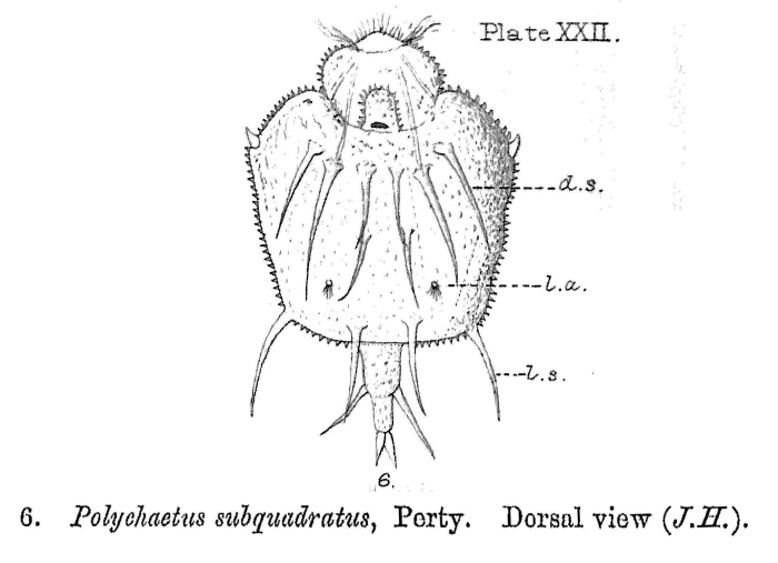 Macrochaetus subquadratus