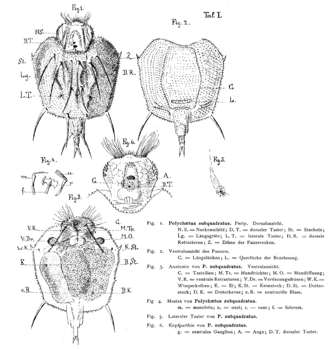 Macrochaetus subquadratus Macrochaetus subquadratus