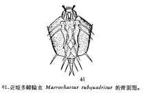Macrochaetus subquadratus