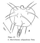 Macrochaetus subquadratus