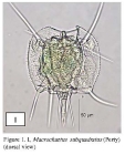 Macrochaetus subquadratus