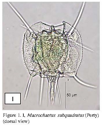 Macrochaetus subquadratus Macrochaetus subquadratus