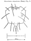 Macrochaetus subquadratus