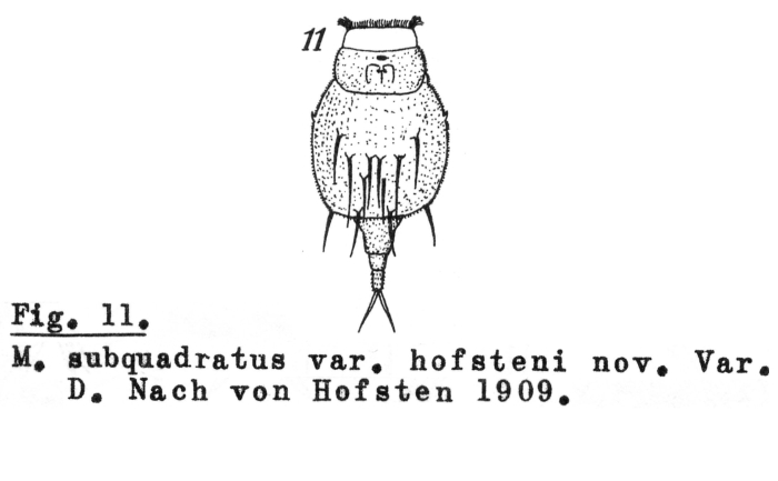 Macrochaetus subquadratus var. hofsteni - Original description image