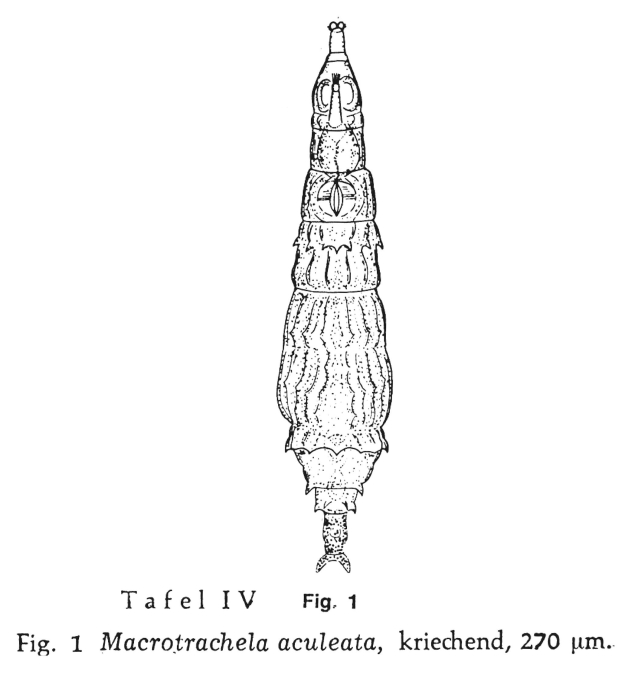 Macrotrachela aculeata Macrotrachela aculeata