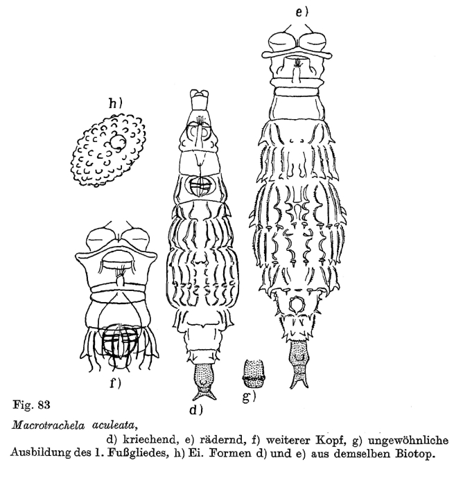 Macrotrachela aculeata Macrotrachela aculeata