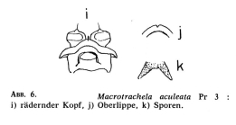 Macrotrachela aculeata
