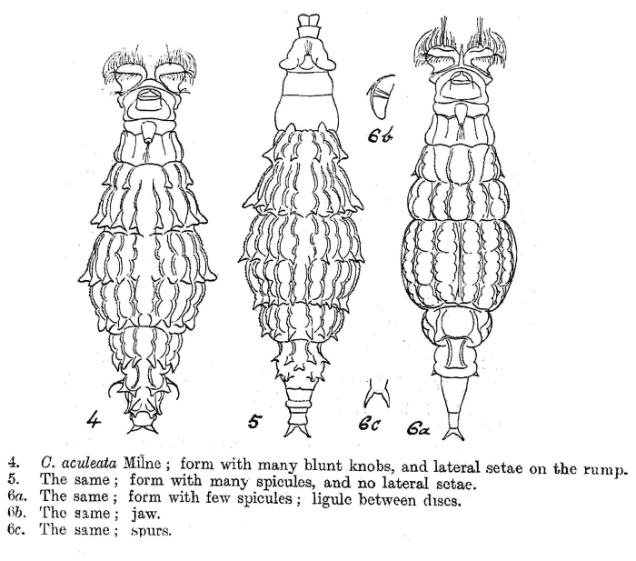 Macrotrachela aculeata