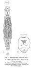 Macrotrachela aculeata