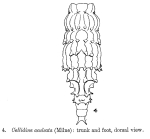 Macrotrachela aculeata