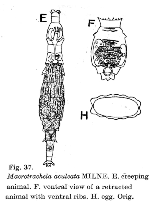 Macrotrachela aculeata