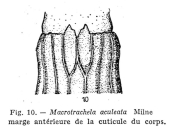 Macrotrachela aculeata